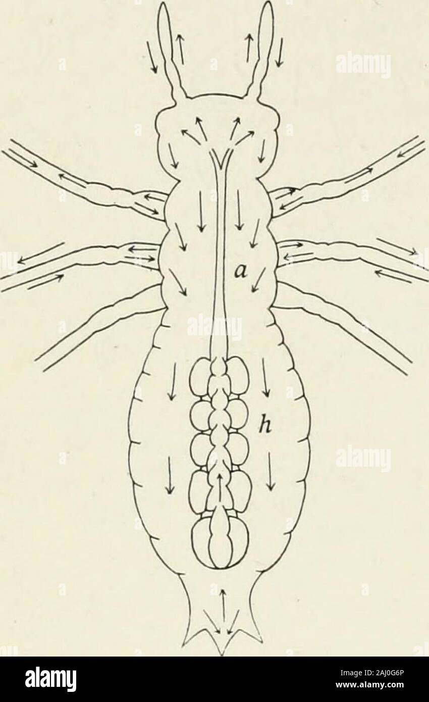 Aorta Insect Entomology : with special reference to its biological and economic ...