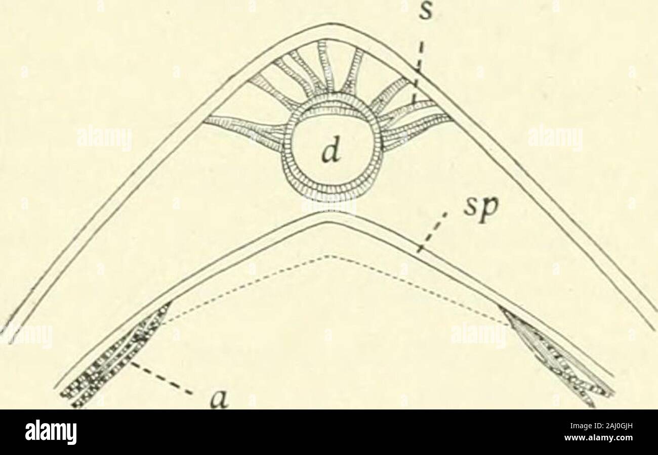 Entomology : with special reference to its biological and economic aspects . Diagram of a portion of the heart of a dragonfly nymph, Epitheca. o, ostium; z, valve; the ar-rows indicate the course of the blood. — After KOLBE. Fig. 160.. Diagrammatic cross section of pericardialregion of a grasshopper, CEdipoda. a, alarymuscle; d, dorsal vessel; s, suspensorj- mus-cles; sp, septum.—After Graber. Fig. 161. Stock Photo