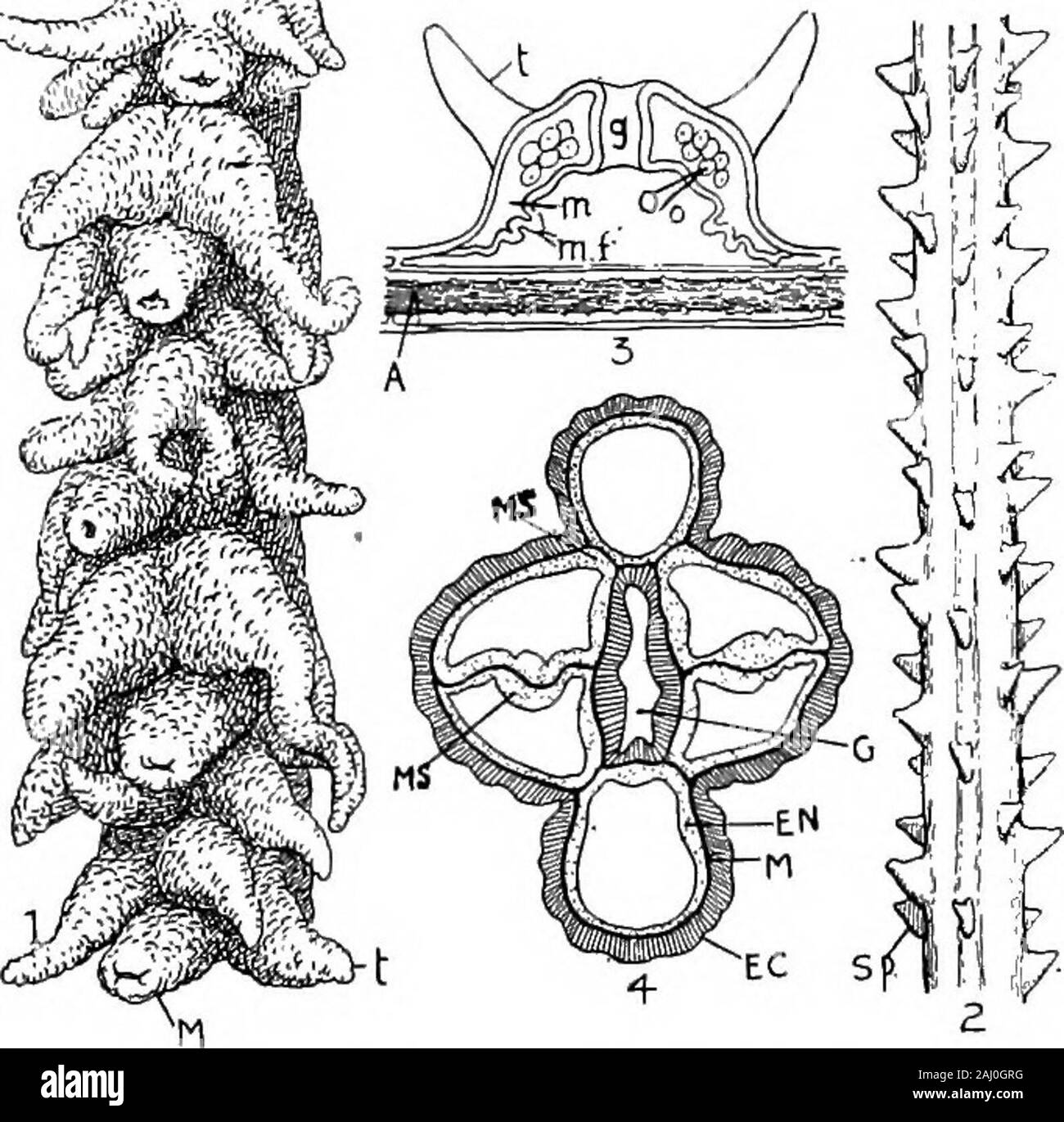 Outlines of zoology . ht they push the ectoderm of the base up before ...