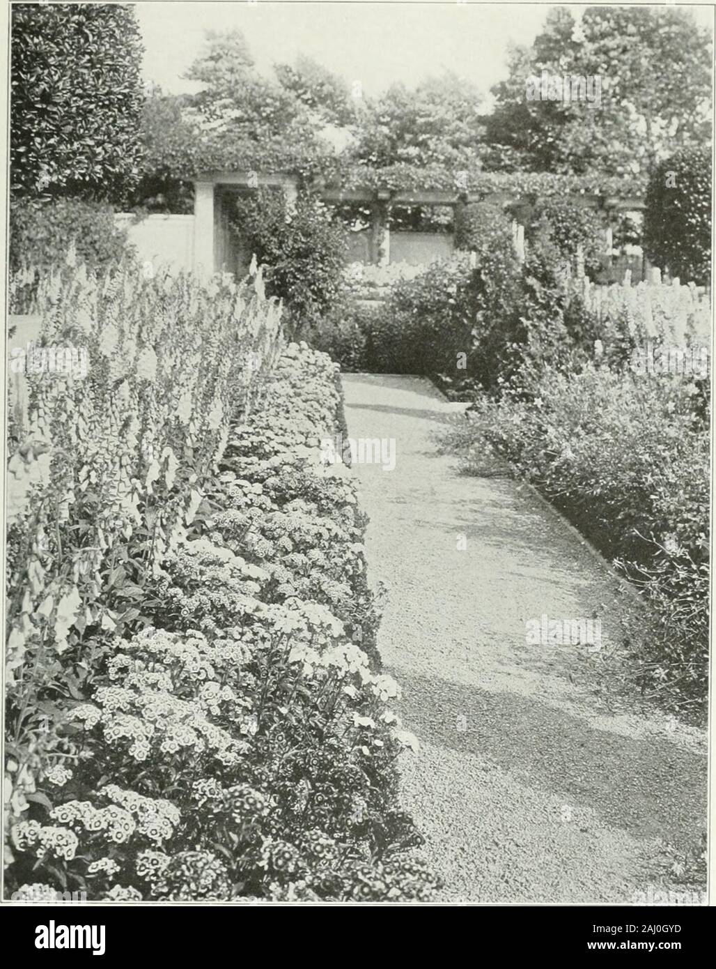 Beautiful gardens in America . rrom 11 pliolo^raph hy TllotniJS Marr anl Son Weld, Brookline, Mass. Mrs. Larz Anderson PLATE 13. From a pfu/tograpk by Thomas Marr and Son Weld, Brookline, Mass. Mrs. Larz Anderson PLATE 14 Stock Photo