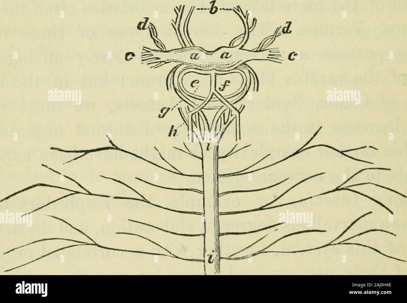 The brain as an organ of mind . e.But the acuteness ...