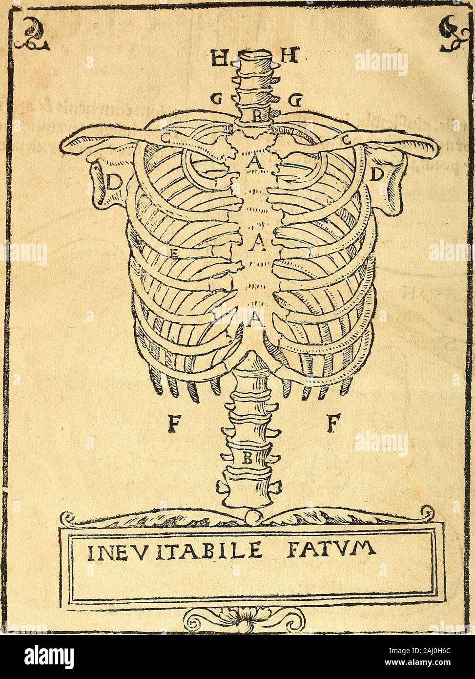 Scriptum Anatomy Bookidanatomiaehocestc00drya hi-res stock photography and images - Alamy