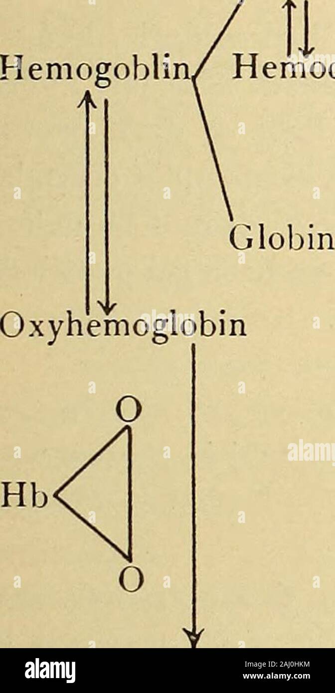 Diagnostic methods, chemical, bacteriological and microscopical : a text-book for students and practitioners . an that with CO. The absorption spectrum issimilar to that of CO-hemoglobin, but the two absorption bands are palerand less distinct than are those of the latter pigment and do not disappearon addition of a reducing agent. Other compounds of hemoglobin with various gases are known, butlittle of clinical value is forthcoming from their study. Thus hydrogen sul-phid, hydrocyanic acid, and acetylene form combinations which interferewith the proper oxygen exchange and cause death by asphy Stock Photo