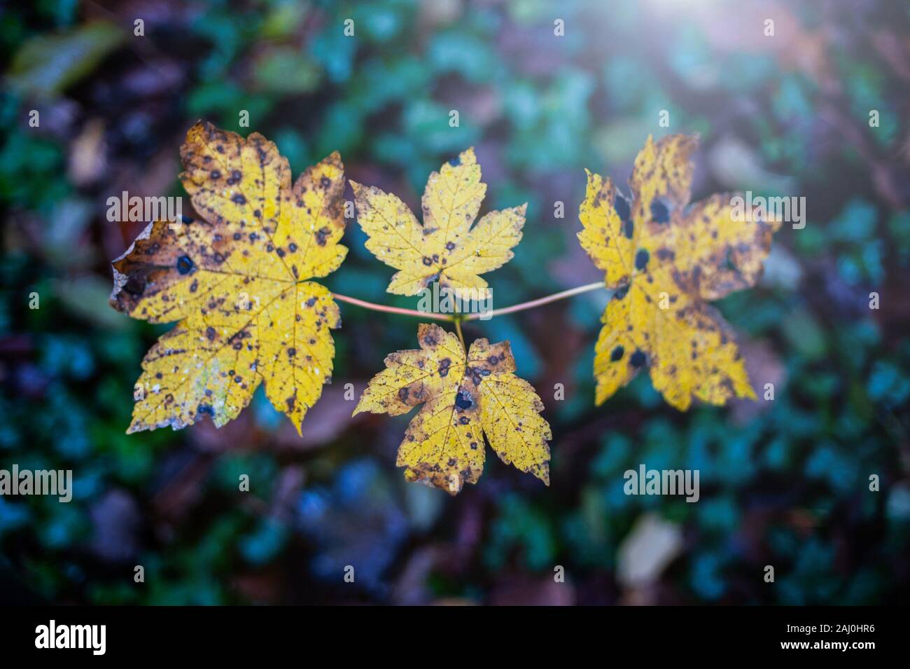 Sycamore Maple Sapling, Acer pseudoplatanus Stock Photo