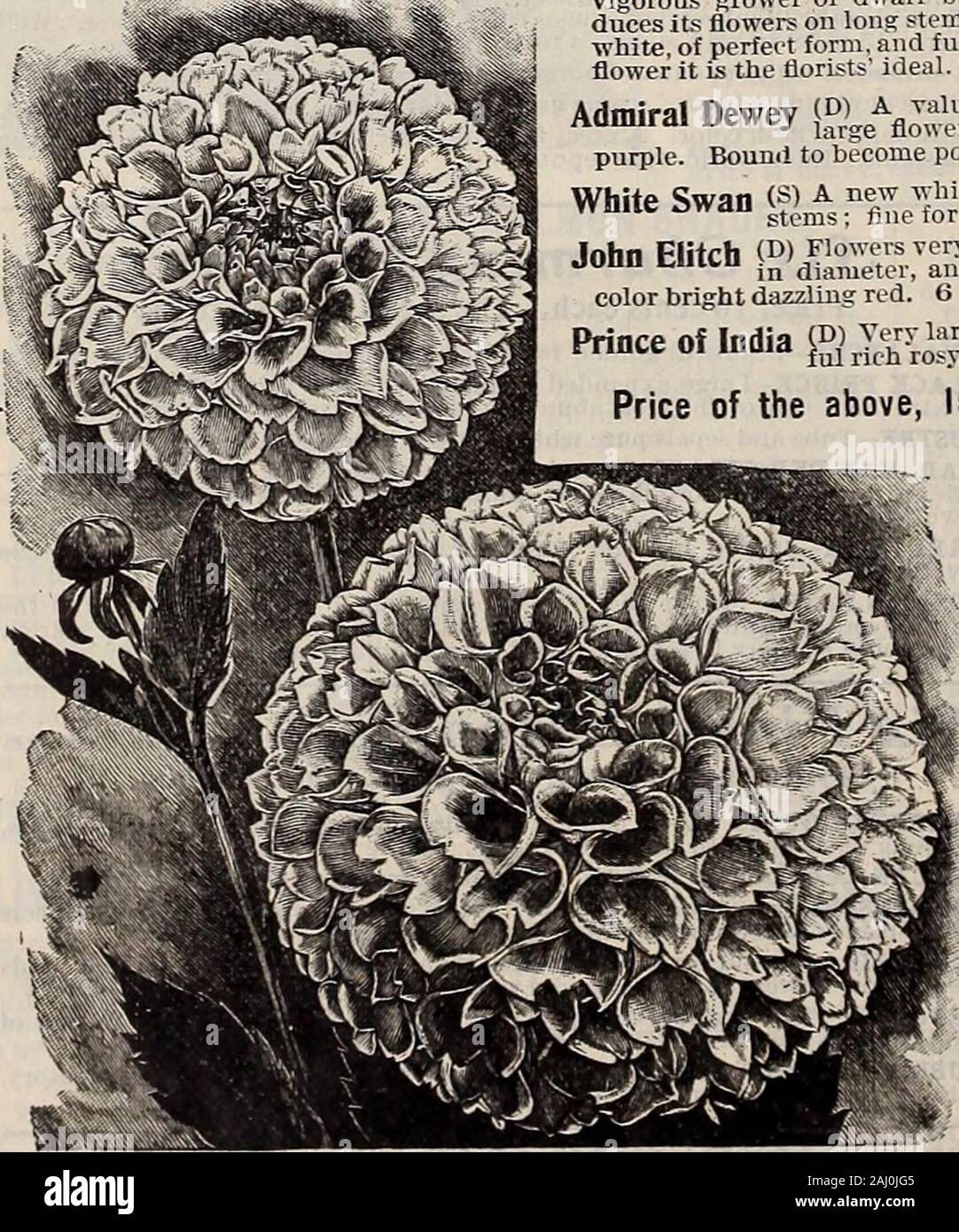 Livingston's seeds : 1902 'true blue' annual . d good pot-grown plants. Prices on all Dahlias are postpaid, unless otherwise quoted. CLIFFORD W. BRUTON. riiffnrrt W Rriltnn The finest yellowCllttOra W. DfUIOn decorative CactusDahlia vet produced. Flowers verylarge, perfectly full; in color a solidpure vellow, verv clear and rich, borneon vtrv long, graceful stems : of greatvalue for cutting. Robust grower andprofuse bloomer. ) This new snow-white ahlia is ex-a profu&gt;e and constant bloomer, strong,vigorous grower of dwarf branching habit, and pro-duces its flowers on long stems. The flowers Stock Photo