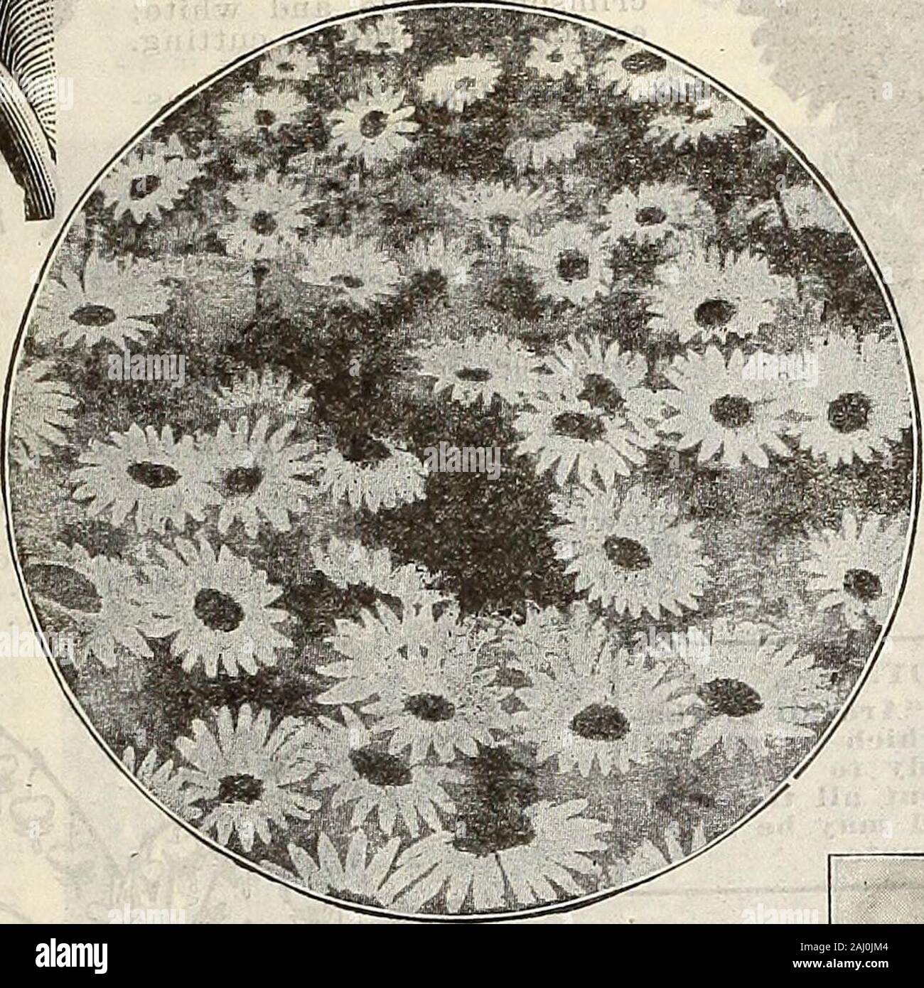 Farm and garden annual : spring 1907 . rdy Marguerites are now general favoritesand in great demand. Few plants are more usful forthe production of flowers for cutting, and none aremore sliowy in the garden. They are very easilygrown, succeeding well in any good garden soil.C Maximum—1 foot. Very desirable variety,producing great quantities of flowers all sum-mer. Each 10c; per doz ,. .$1.00 C Leucantliemum Hybritluni, or Shasta Daisy—This new hardy Daisy is a great acquisition inthe flower garden. It blooms con-tinuously throughout the summer,producing in great abundance itslarge pure white s Stock Photo