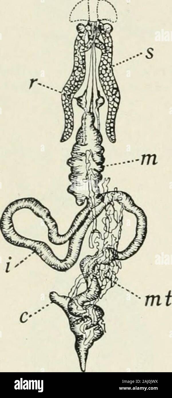 Entomology : with special reference to its biological and economic aspects . 44).Usually, however, it presents two oreven three specialized regions, namelyand in order, ileum, colon and rectum(Fig. 145). The hind intestine variesgreatly in length and is frequently solong- as to be thrown into convolutions(Fig. 150). The ileum is short andstout in grasshoppers (Fig. 145); long,slender and convoluted in many carniv-orous beetles; and quite short in cater-pillars and most other larvae; its func-tion is absorption. The colon, oftenabsent, is evident in Orthoptera andLepidoptera and may bear {Benac Stock Photo