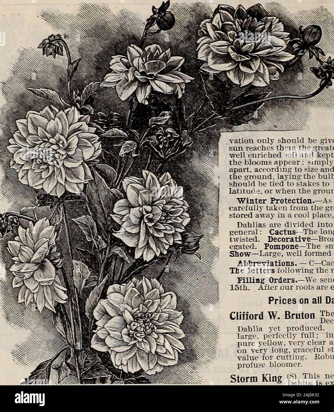 Livingston's seeds : 1902 'true blue' annual . orolla very large, double, and pure white. Beg Otl-t^C^ for Bedding andmas House Cultare. Six Finest Price, 10 cents each. The Set of 6 for 50 cents. ARGEHTEA GUTTATA—A handsome foliage variety. Purple bronze leaves, oblong in shape, with silvery markings. White flowers.VULCAN—A grand new Begonia Has an intense scarlet bloom. SANDERSONI—-A. bushy growing variety with glossy deep green loaves. Flowers in clusters of drooping, scarlet, heart-shaped buds.METALLICA—f^rand for tall specimen plants. Thick panicles of pink buds and white flowers against Stock Photo