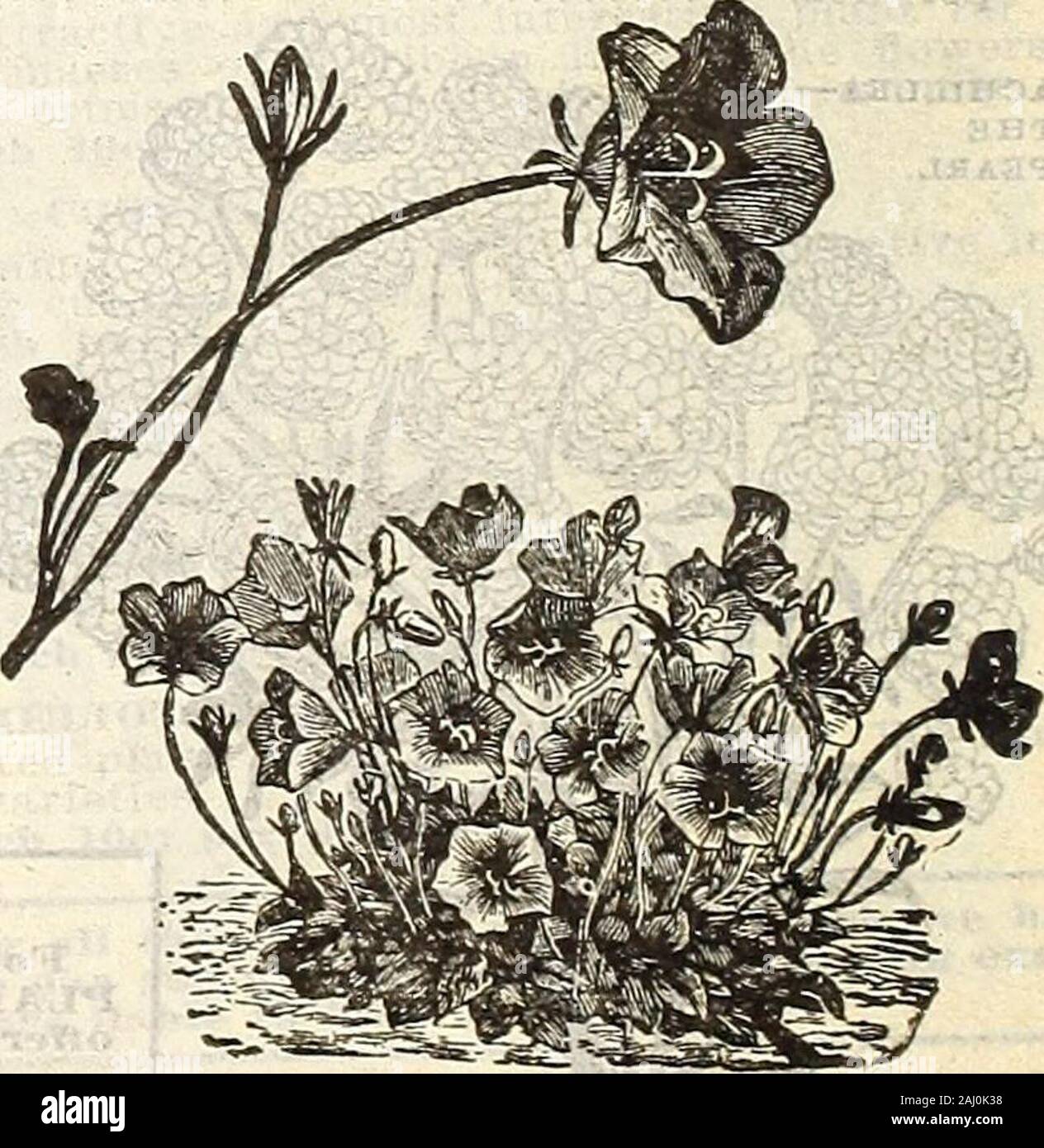 Farm and garden annual : spring 1907 . of all borderplants. They are certainly very attrac-tive and interesting.C. Carpatica—1 foot, June. Blue. Each 15c; per doz $1.50 C. Grandiflora—2 feet, July. Flow-ers a rich blue; a superb variety. Each 20c; per doz $2.00 C. Van Houttei—2 feet. June. Blue.Each 20c; per doz $2.00 CENTRANTHUS—^Valerian. Showy plants which should And a place in every garden.They succeed well in any good soil.C. Ruber (Jupiters Beard)—2 feet, June. Handsome spikes of crimson flowers. Each 15c; per doz $1.50 CHEIjONE—Tortoise or Shell Flovrer. Very handsome border plants, rob Stock Photo