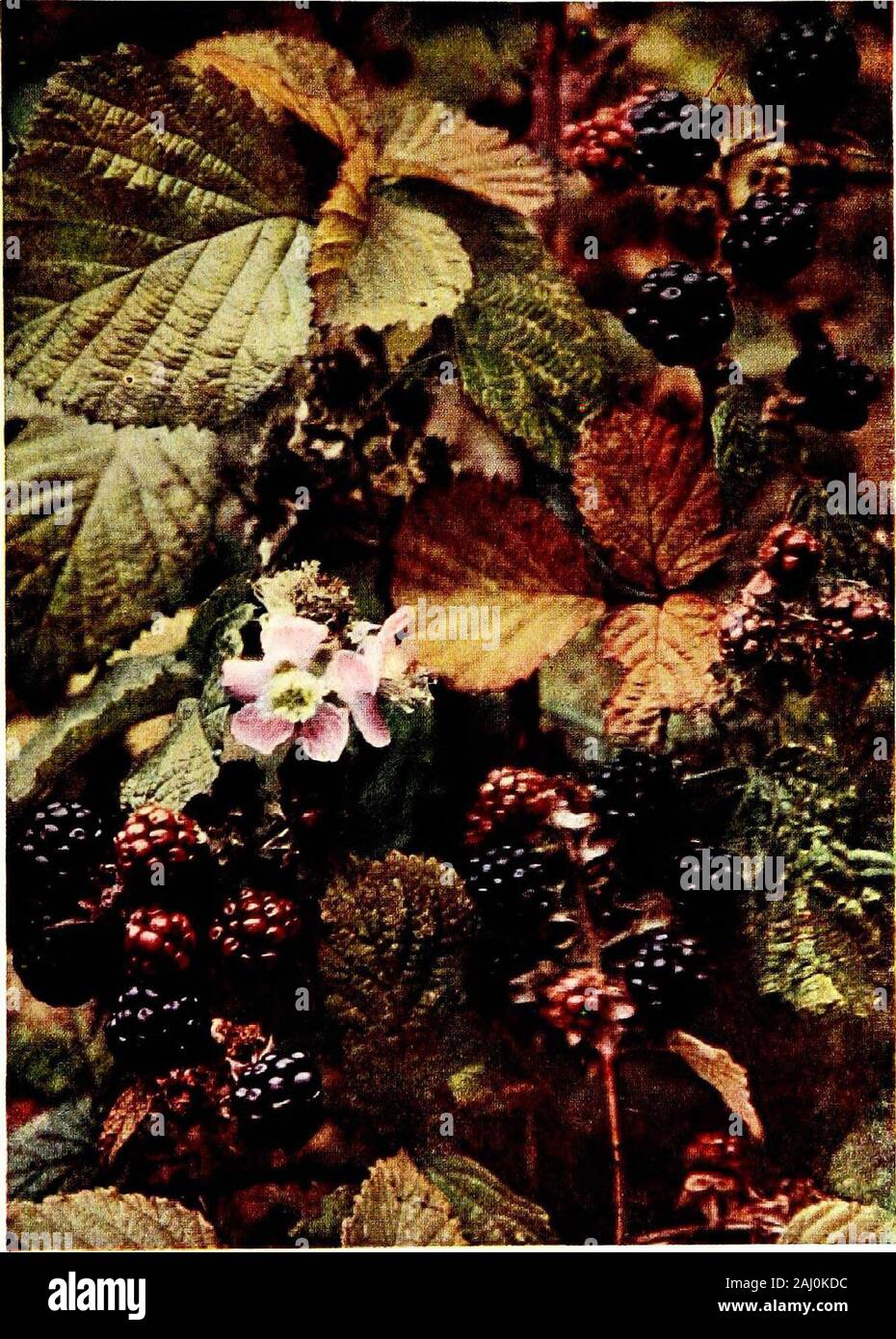Wild brambles blackberries grow in hi-res stock photography and images ...