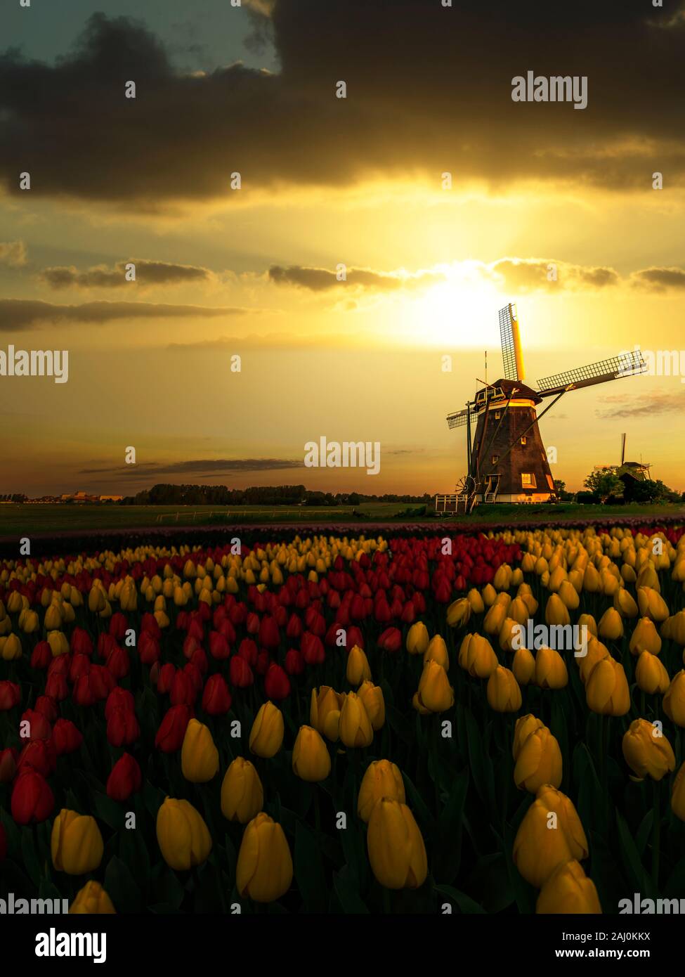 Dutch Spring Farming Dutch spring sunset on the windmills and the tulips farm with red and ...