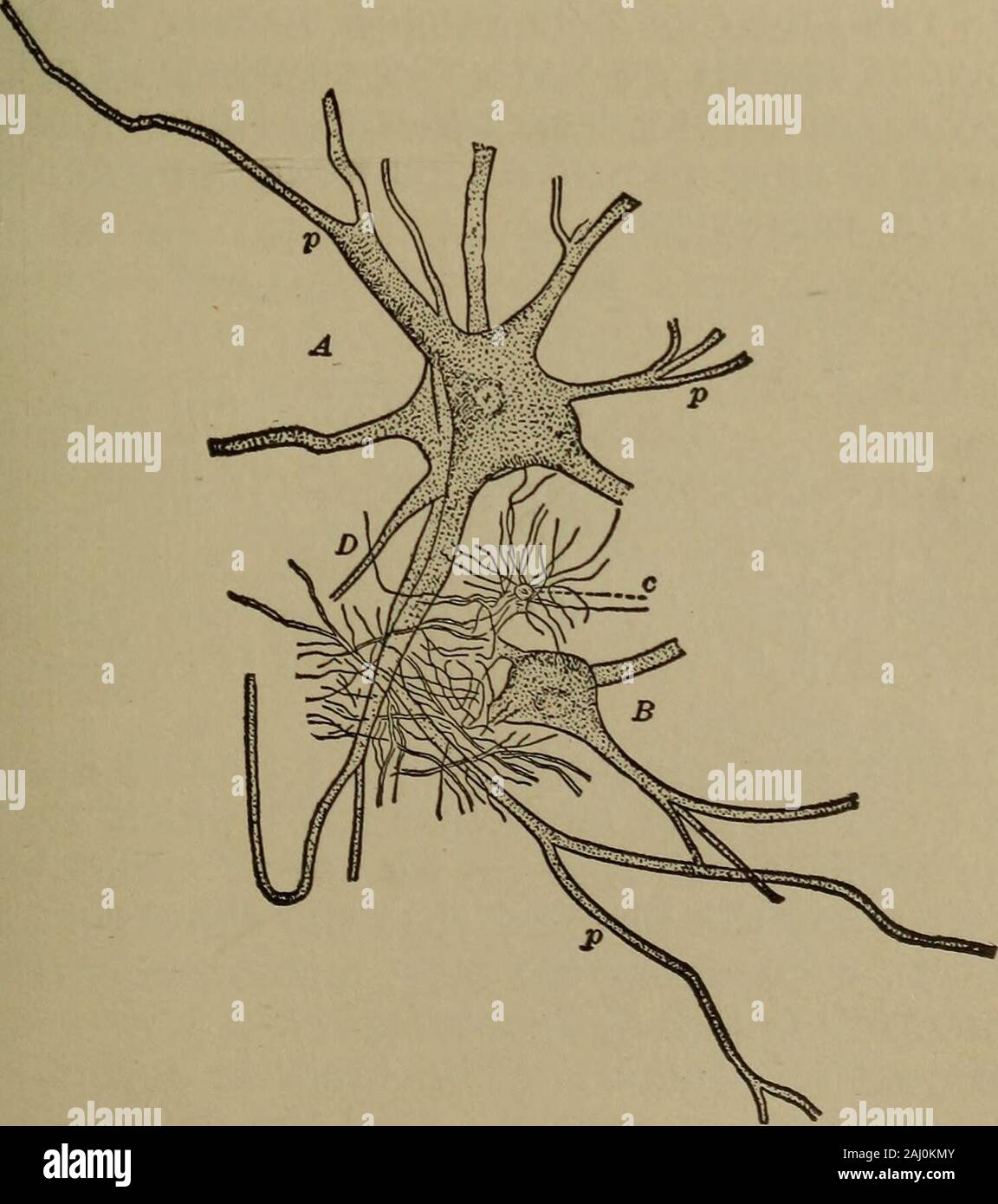 Pyramidal nerve cell hi-res stock photography and images - Alamy