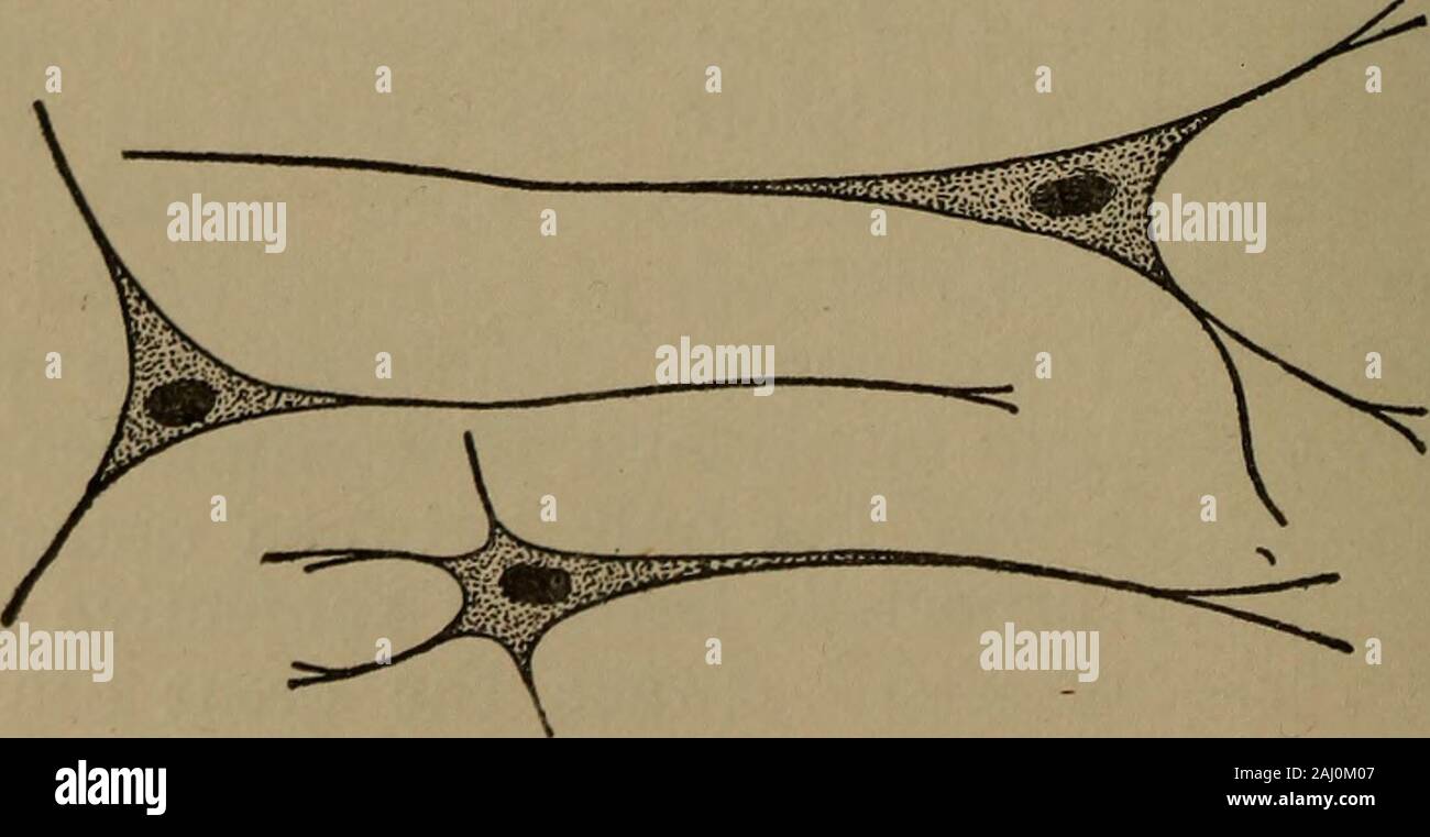 Psycho-therapy in the practice of medicine and surgery . ependently of thenervous system). But at present this possibilitystands, in the minds of most people, as a merehypotheses, as stood wireless telegraphy a dec-ade ago. How far the ordinary cells, as well as the cellsdifferentiated for specific purposes other thanmere transmission of stimuli, are capable of act-ing in a vicarious manner in emergencies is notyet known. Of course the nerves are the chief, and themost facile, media of communication, and it is byvirtue of the facilities for communication thusafforded that the several parts of Stock Photo