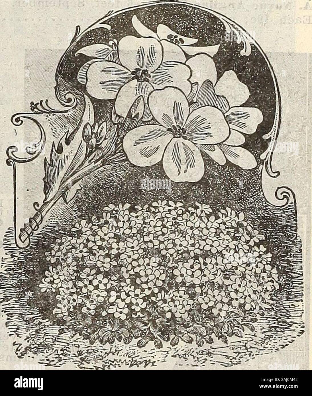 Farm and garden annual : spring 1907 . ARABIS ALPINA. SPECIAL.For choice assortments of popular HARDYPLANTS, see *he very low-priced collectionsoffered on page 113. ARABIS—Rock Cress.Alplna—A dwarf growing plant, very suit-able for rockwork; flowers -white, very early. Each 10c; per doz. .... . $1.00 AJLGA.Reptans—4 inches. May. Blue; valuablefor rockwork. Each 15c; per doz..$.1.50 102 CURRIE BROTHERS COMPANY, MILWAUKEE, WIS. Stock Photo