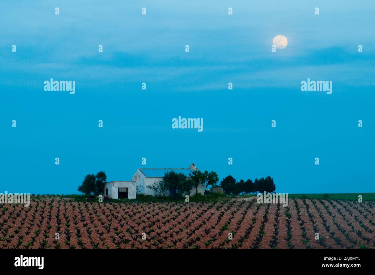 Vineyard at night. Daimiel, Ciudad Real province, Castilla La Mancha, Spain. Stock Photo