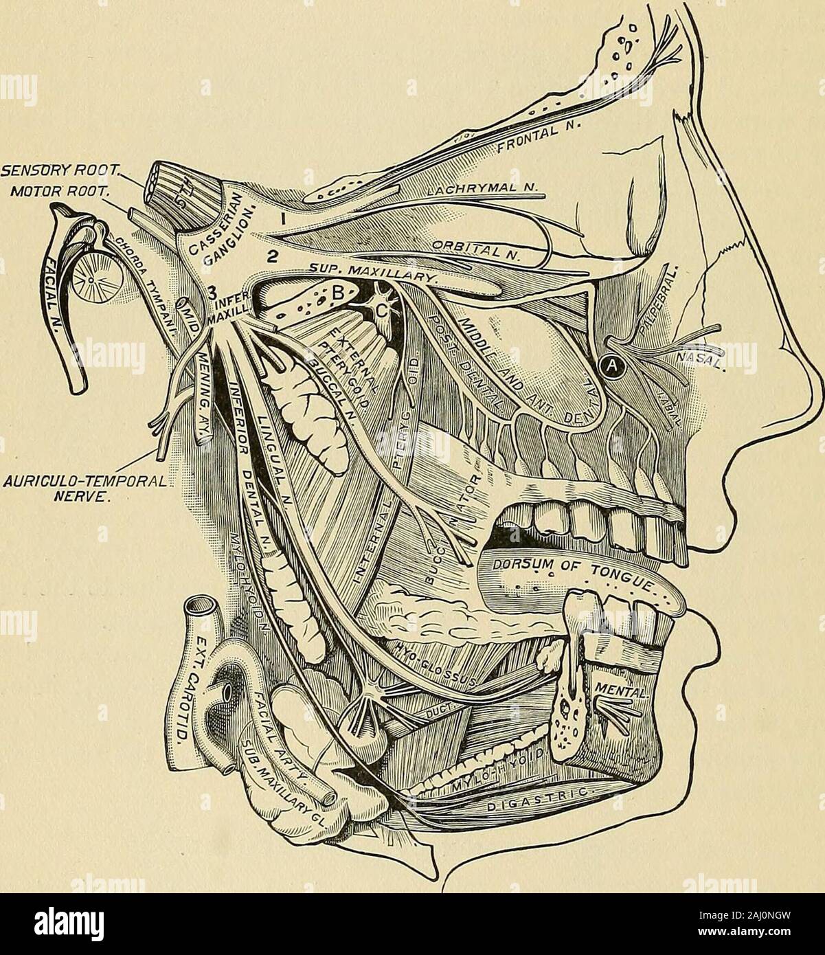 Operative surgery . e infra-orbital fora-men and placing the finger upon it. Then turn up the cheek and make anarrow incision, beginning at the fold of the cheek and maxilla, and carry itupward in the line of the foramen until within a short distance of it, when20 278 OPERATIVE SURGERY. the nerves are divided with a sharp-pointed scissors as they appear at theopening. The nerves can be exposed through an incision made as follows:The Operation.—Make an incision with the convexity downward at thelower margin of the orbit, with the center at the infra-orbital foramen (Fig.308, a). Divide the orbi Stock Photo