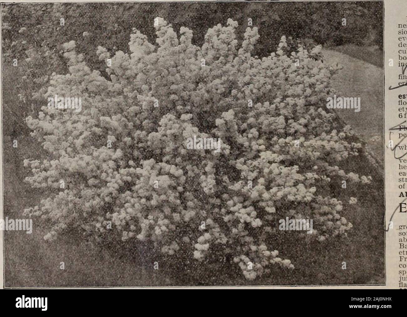 Seed annual . ComuS (Dogwood) Sanguinea (Red Branched^—(4) A strong growing shrub,with clusters of fine white flowers, stems and branches turningblood-red in Winter. Each, 20c; doz. $2.00. CALIFORNIA PRIVET—SeejHedge Plants, page 119.. Deutzia Deutzia Crenata, Pride of Rochester. Each, 25c. Recommended for hardi-ness, good habit, great profu-sion of bloom, and as being inevery respect one of t he mostdesirable hardy shrubs incultivation. The flowers areborne in racemes from 4 to 6inohes in length./Candidissima — (5 V&lt;fine double white; free flow-etwrs. Most popular. Crenata, Pride of Roch-e Stock Photo