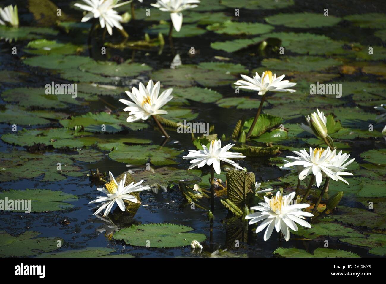 A full framed view of water lilies blooming in a pond of the Botanic Gardens of Cairns, Australia Stock Photo