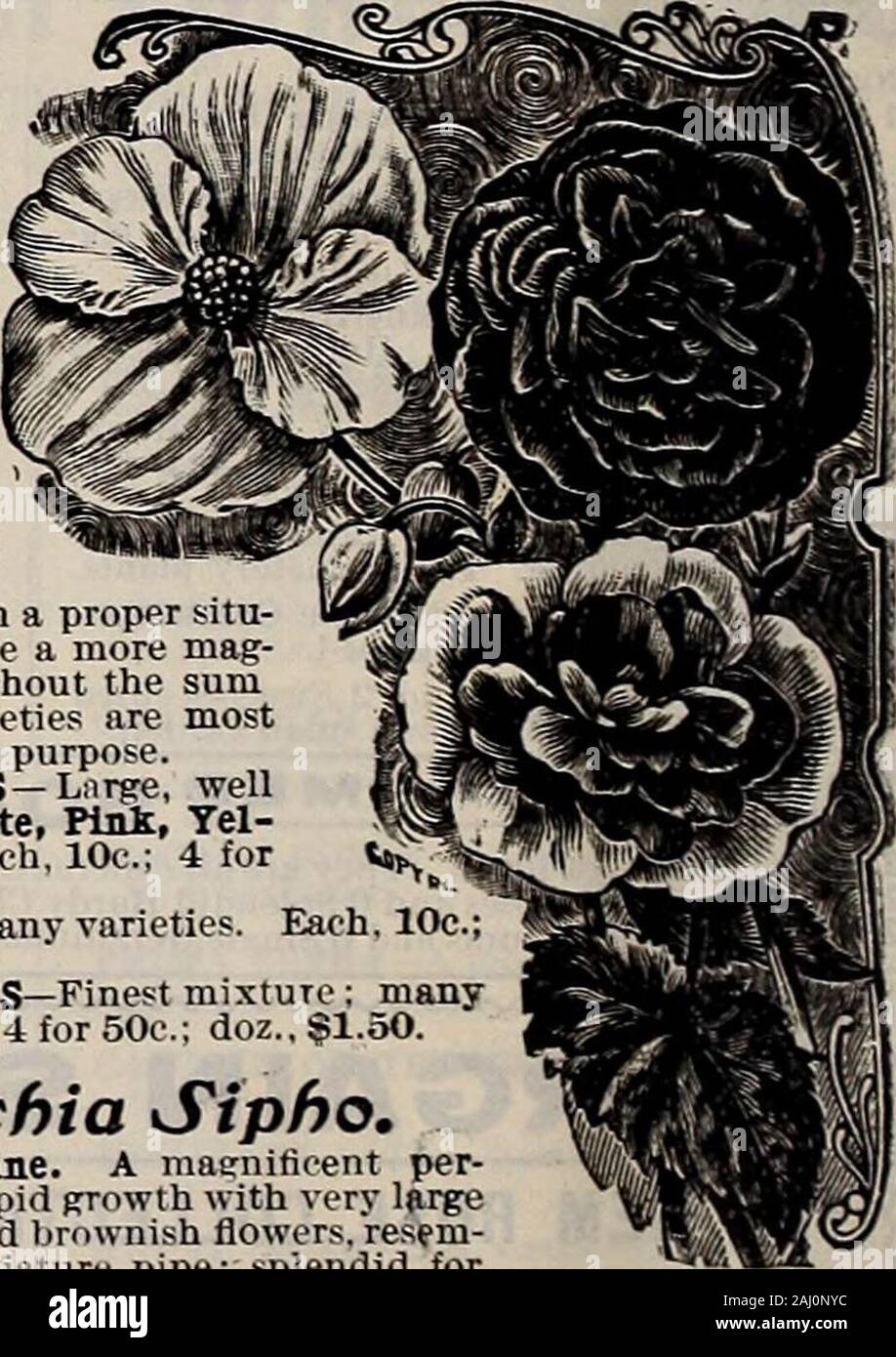 Livingston's seeds : 1902 'true blue' annual . VARIETIES-Lnrge, wellripened tubers. White, Pink, Yel-low and Crimson—Each, lOc; 4 for30c.: doz., 80c. SUfGLE, MIXEI&gt;—Many varietie4 for 25c.; doz., 75o. DOUBLE VARIETIES—Finest mixture: manyvarieties. Each, 16c.; 4 for 50c.: doz., §1.50. FLOWERIHG MAPLE. Each, IOC.; doz., $i.oo, exceptas noted. SAVlTZn—A new Japan maple^leaf variety: plant dwarf and com-pact: foliage large, clearly defined-with deep border on leaf; distinctand valuable plant. Each, 15c. SODV. de BOITH-Similar to theabove, but a stronger grower andnarrower white edge on leaves. Stock Photo