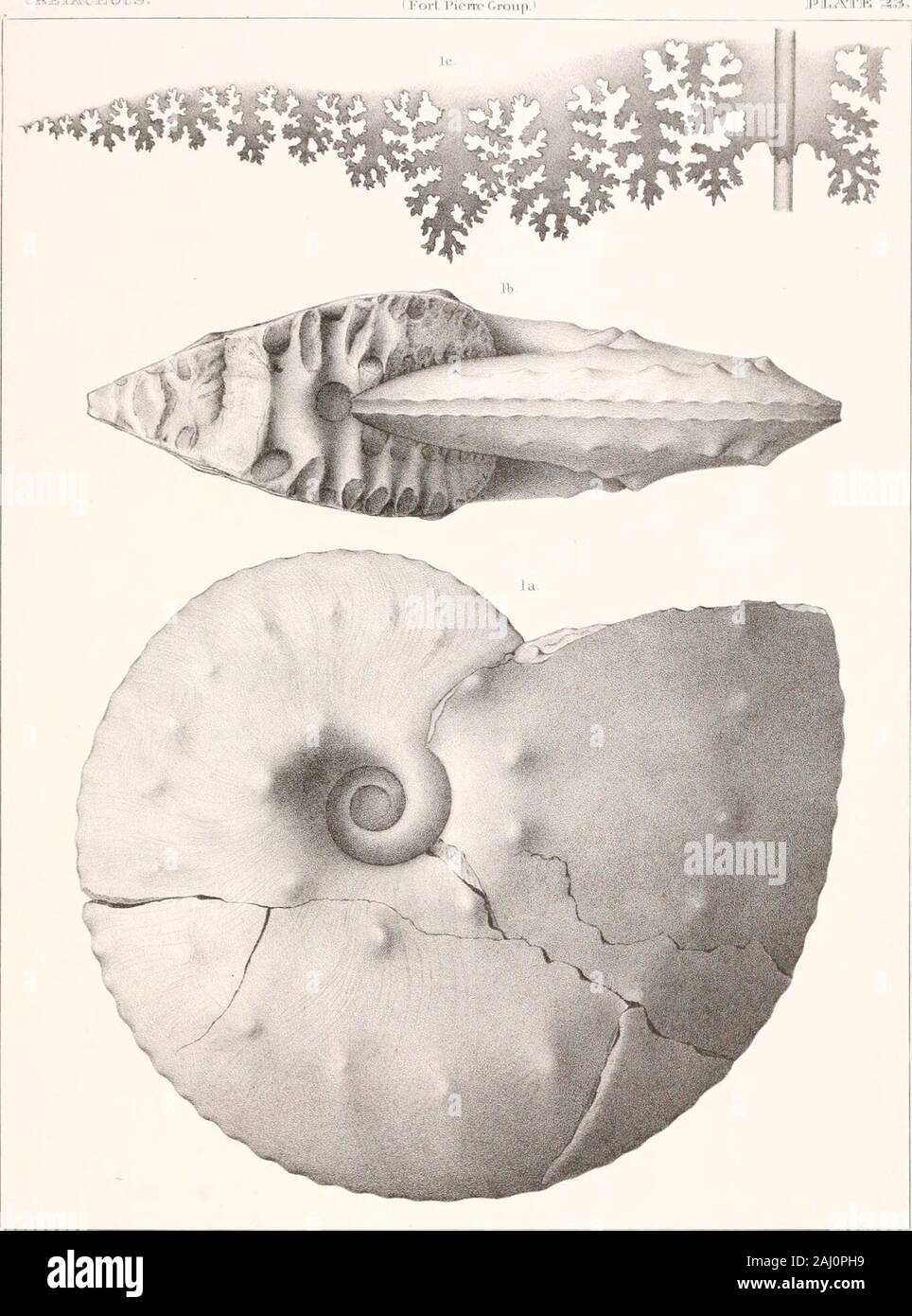 Report of the United States Geological Survey of the territories . PLATE 23. Page.Fig. 1. Placenticeeas placenta, var. intercalaris 468 1, a. A side view of the septate type-specimen of the variety. l,h. A different view of same, showing the narrowly truncated and flattened, or slightly concave, periphery, and the sagittate form of the aperture, as indicated by a section of one of the volutions.1, c. A septum, magnified about one and a half diameters. -U,5(|:uo[0atLit^U!! I Il.ATK g»o. I .. PLATE 2-4. Page. Pig. 1. Ammonites complexus 447 l,a. A side view of a small specimen, consisting enti Stock Photo