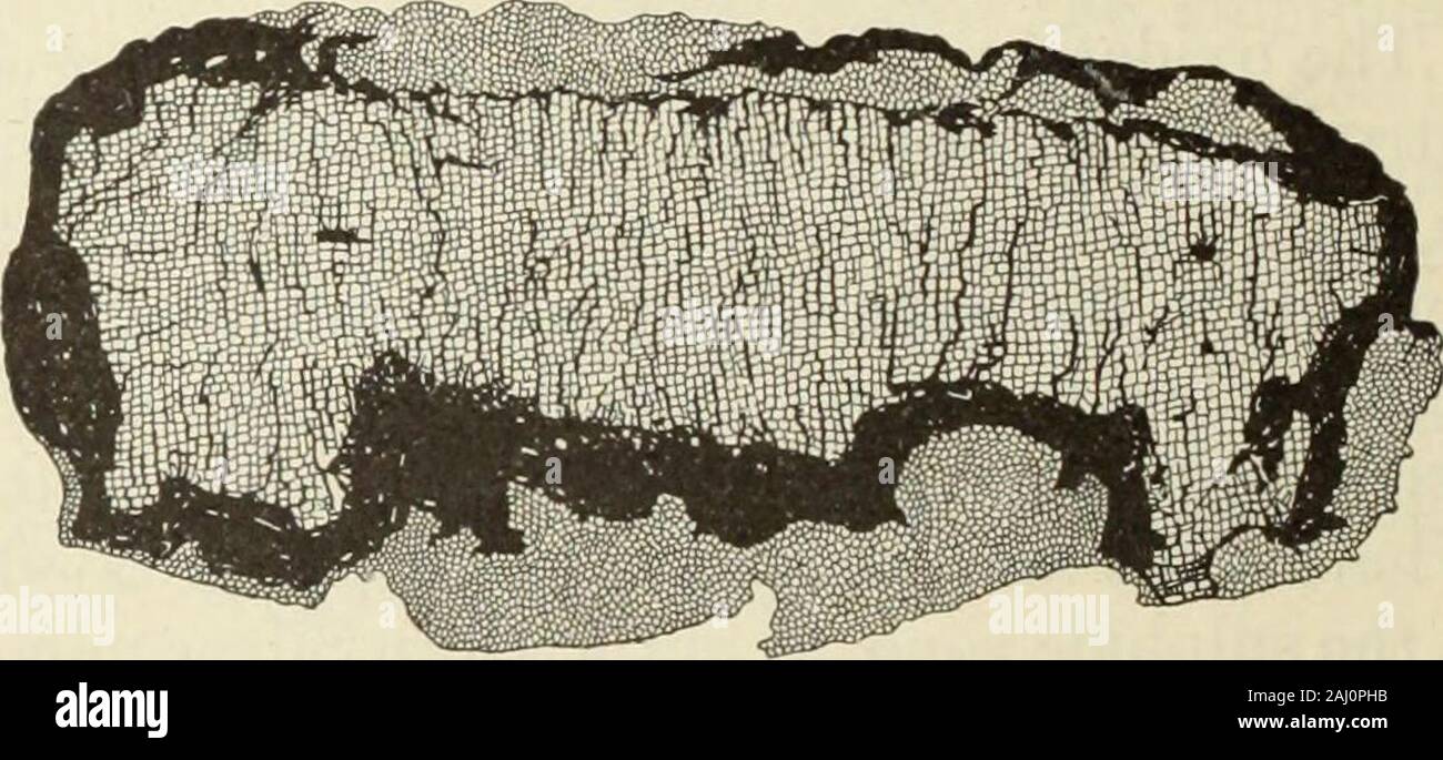 The ore deposits of Utah . usually formedbut is of relatively slight importance. The oxidation of a secondary sulphide zonethat has been so enriched that it consists largelyof copper sulpliides results in the formation ofnative copper, cuprite, and melaconite or tenor-ite, and very commonly of silicates and car-bonates. Such an alteration seems to haveproduced the rich oxidized ores of the CopperMountain mine in the Lucin district (see PLXXIII), though sulphides were not observedm the mine at the time of the writers visit.The absorption of copper by amorphous sili-ceous and aluminous material Stock Photo