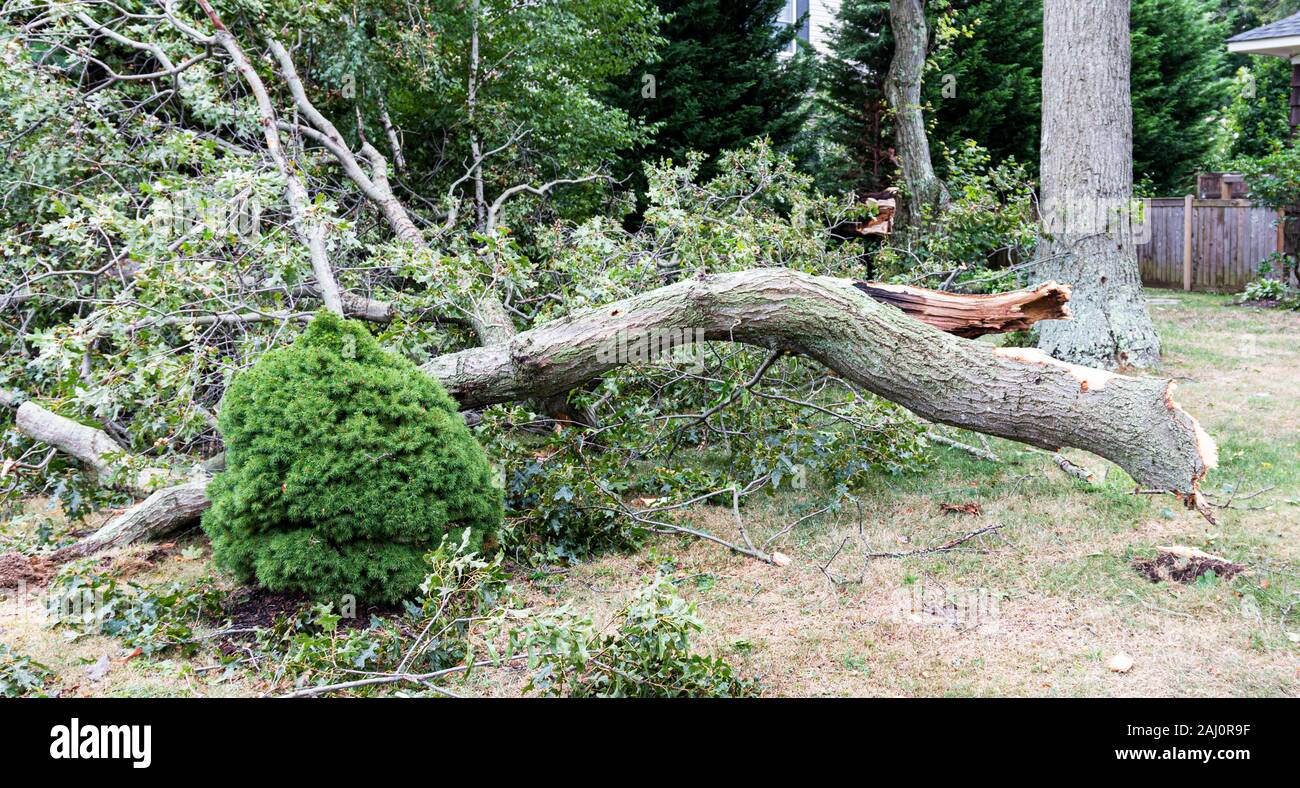 Large tree branch crashes to the gound toppling over bushes and a fence from hurricane force