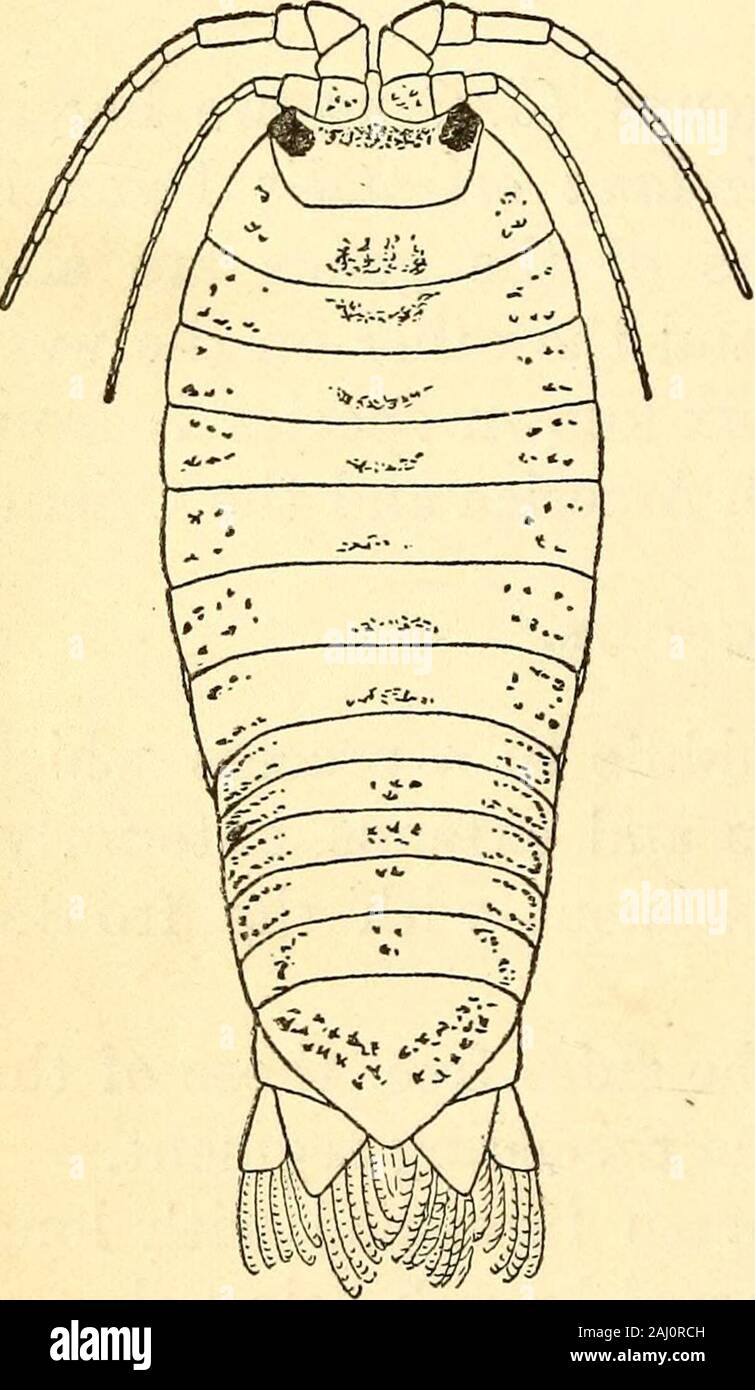 Marine isopods collected in the philippines by the u s fisheries hi-res ...