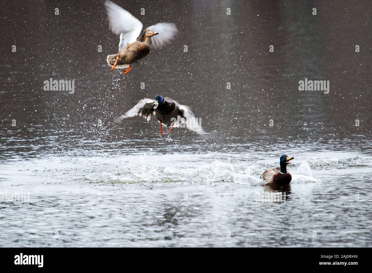 Mallards fight over a female duck at a local state park in new york in the early spring Stock Photo