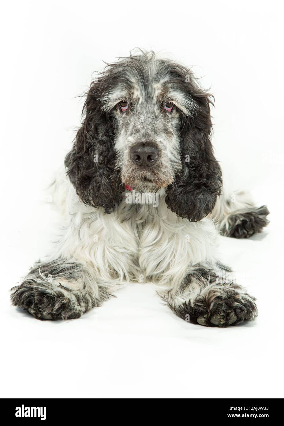 Blue roan dog hires stock photography and images Alamy