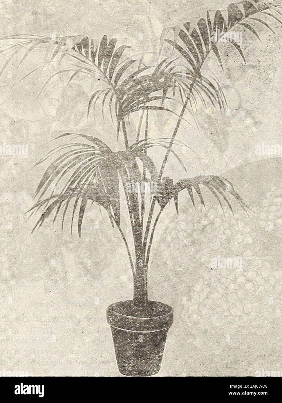 Farm and garden annual : spring 1907 . CHINESE PEIMEOSB. 96 CURRIE BROTHERS COMPANY, MILWAUKEE, WIS. IE. ^ KEXTIA BELMOKKANA. The presence of a beautiful plant lends thefinishing touch to a beautiful room. The kindof plant will connplete or destroy the harmo-nious ensemble of its fittings. The room whosegeneral make-up is one-of dignity, poise andquiet beauty requires the complement of aplant of dignified, stately character; the roomof lighter setting- is best completed with aplant of no less beauty but of less pronouncedstateliness of character. How much is thebeauty of a massive staircase en Stock Photo