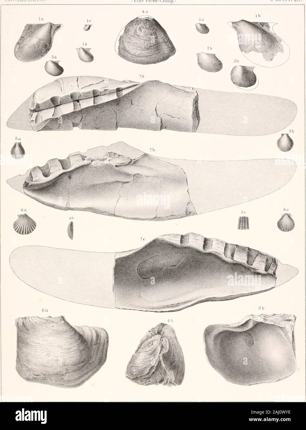 Triangular Kidneyshell Report of the United States Geological Survey of the territories ...