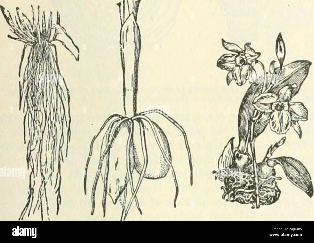 The Encyclopaedia Britannica; .. A dictionary of arts, sciences and general literature . f branching of rootsis almost universally monopodial, only in Lycopodiaceaeis it dichotomous. When the central axis goes deep iiilothe ground in a tapering manner, without dividing, a tap-root is produced. This kind of root is sometimes shortened,and becomes succulent, forming the conical root of Carrot,or the fusiform or spindle-shaped root of Radish, or thenapiform root of Turnip. In ordinary forest trees the firstroot protruded continues to elongate and- forms a long BOOT.] BOTANY 95 primary root-axis, Stock Photo