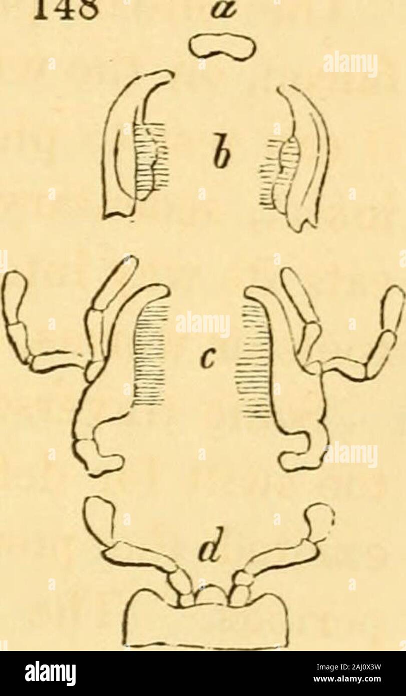 Lectures on the comparative anatomy and physiology of the invertebrate animals : delivered at the Royal College of Surgeons . divided by the mandibles and maxillae, andrepresent, in fact, a third pair of lateral jaws. The lower lip has abasal joint {mentiim), supporting a more flexible part (ligula, orlabium proper), near to the base of which the palpi are articulated.The upper, or inner integument of the ligula, is usually developedinto a kind of tongue, which is a distinct part {lingua) in the lo-custs and Libellulae. The labrum, or upper lip, is generally a simpletransverse flattened plate. Stock Photo