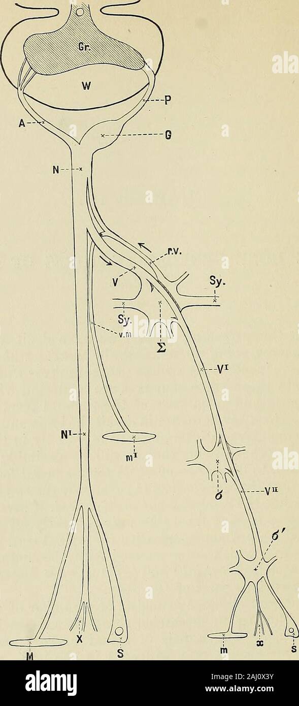 A text-book of physiology . nnected with the spinal cord being ...