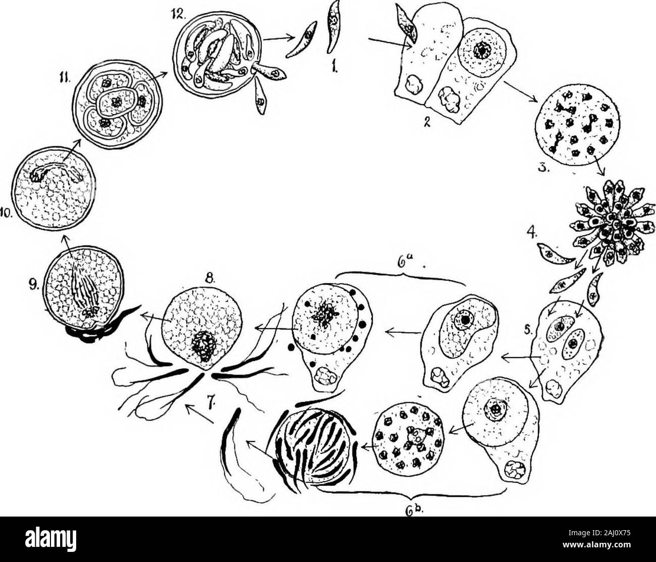 Outlines of zoology . ounded by afirm case. Eventually the cyst bursts, thespore-cases are liberated, and from withineach of these eight spores emerge to be-come cellular parasites. The adult of G.{Porospord) gigantea is sometimes three-quarters of an inch in length—enormous for a Protozoon. Fig. 46.—End-to-end unionof Gregarines.—After Fren-zel. Ninth Type 0/Frofozoa^CocciBiVM schubergi Coccidia are intracellular parasitic Sporozoa, attackingmainly the epithelial cells of the gut or associated organs.They are found chiefly in insects, myriopods, molluscs, andvertebrates. Coccidium schubergi i Stock Photo