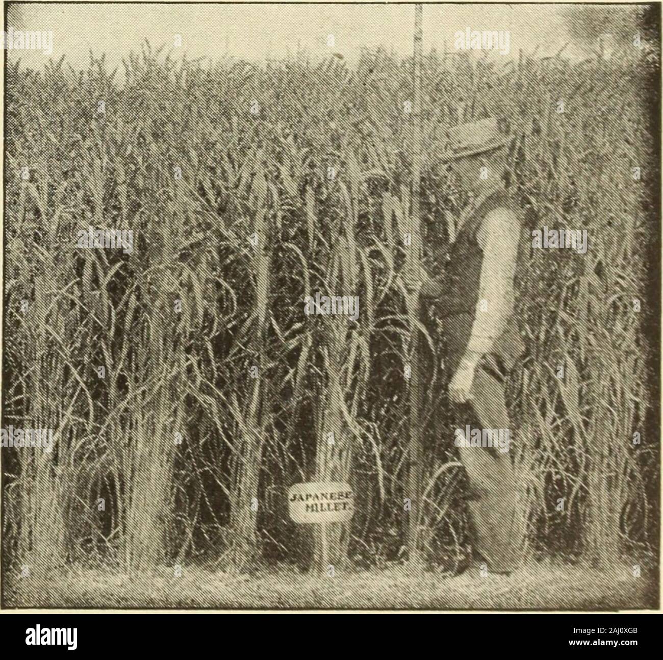 Johnson's garden & farm manual : 1913 . 4 bushels to the acre in May or June. Pricevaries. Qt., lOc; bush., lbs., about $1.75. Pearl Millet, Pencillaria Valuable green
