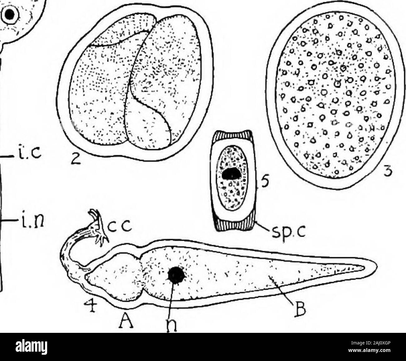 Outlines of zoology . entually, inthe alimentary canal of another earthworm the cyst bursts,the spore-cases are extruded, the spores emerge from theirfirm chitinoid cases. The young spore (sporozoite) is likea bent spindle (falciform), and seems next door to beingflagellate. It bores into a mother sperm cell, and from thisit afterwards passes as an adult into the cavity of theseminal vesicles. Intracellular parasitism and copious foodnaturally act as checks to activity, and the adult is sluggish.The allies of Monocystis occur chiefly in Worms,Tunicates, and Arthropods; none are known in Verteb Stock Photo