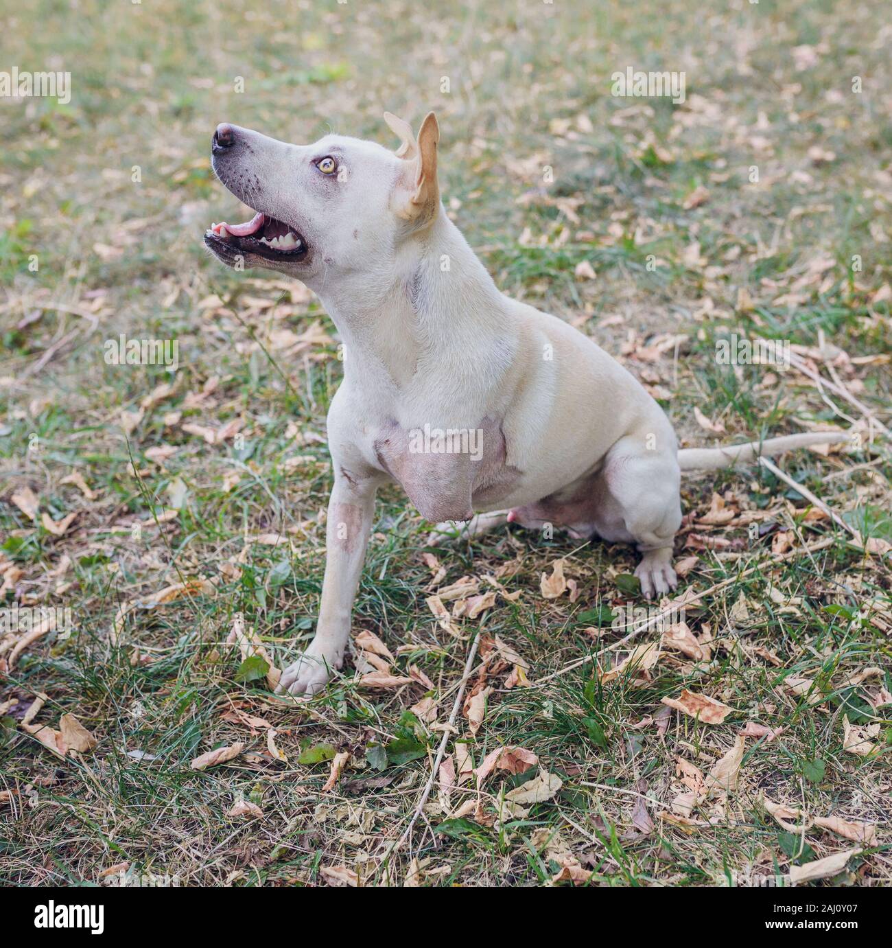 The pit bull dog is invalid, despite everything cheerful Stock Photo