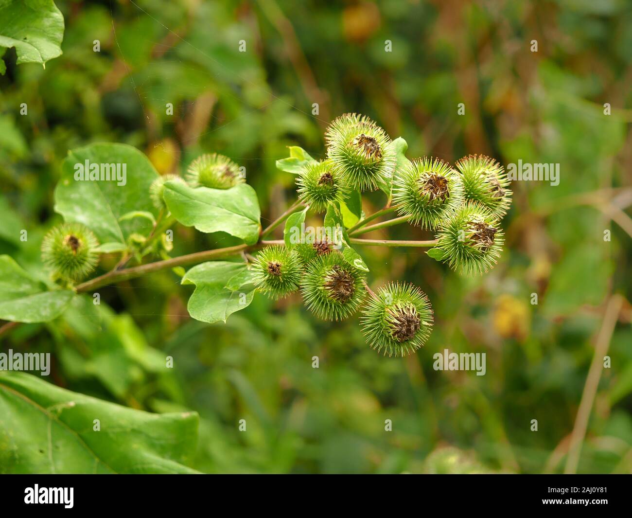 Finished flowers and green leaves of burdock, Arctium, in late summer in North Yorkshire, England Stock Photo