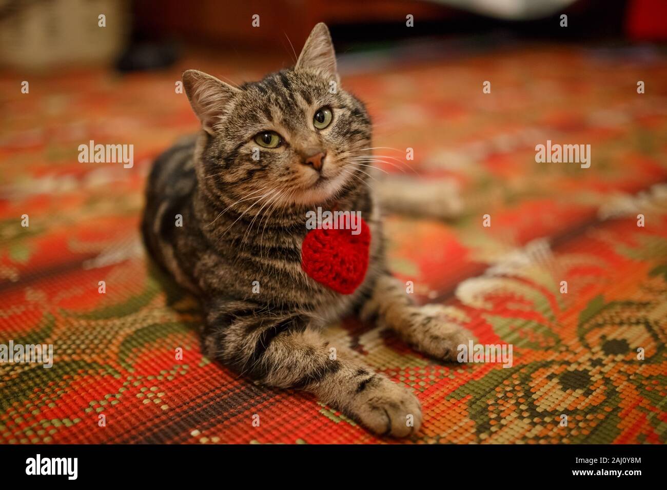 Fluffy Persian Cat Close Up Portrait In Nature Stock Photo