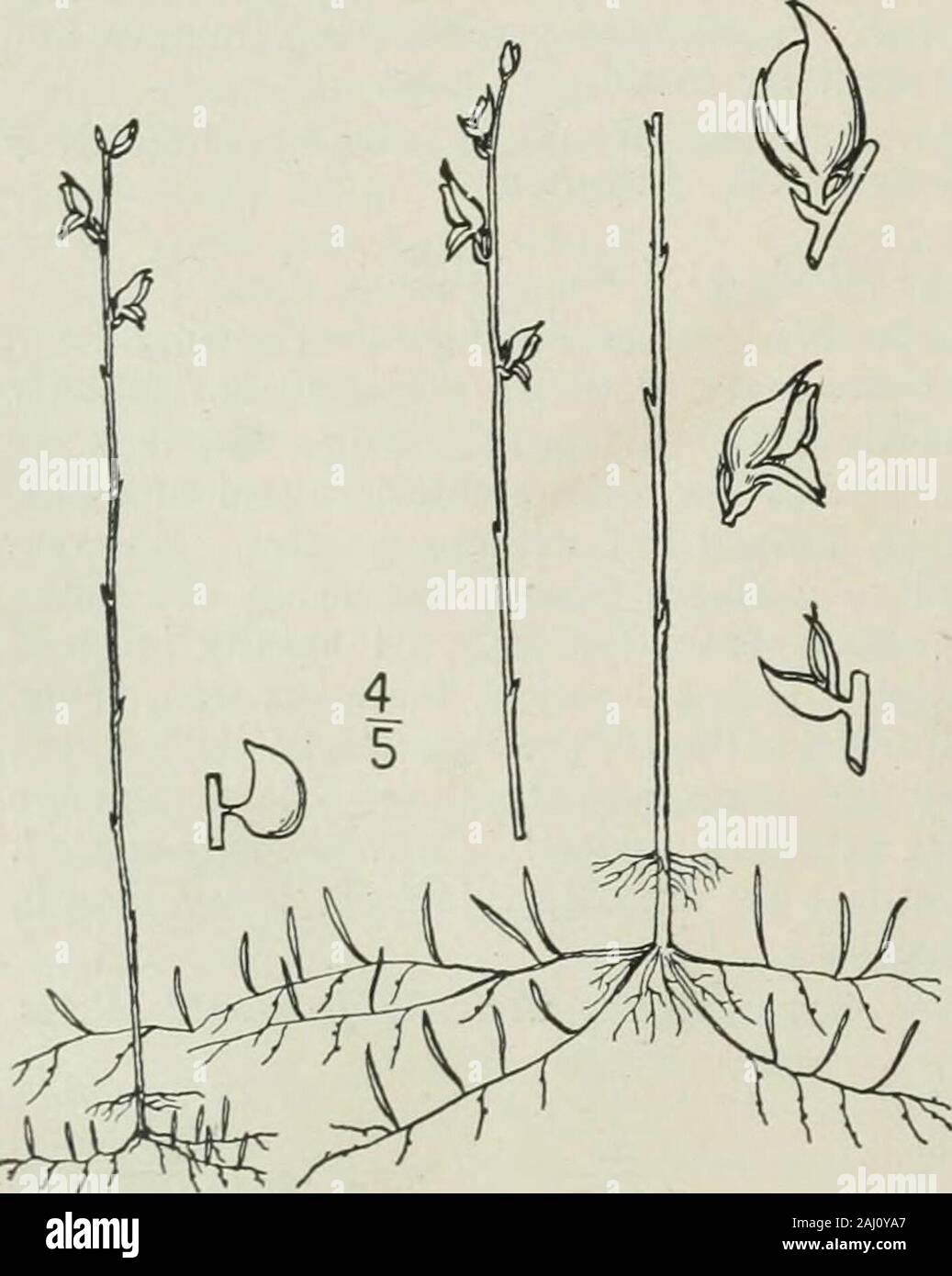 An illustrated flora of the northern United States, Canada and the British possessions : from Newfoundland to the parallel of the southern boundary of Virginia and from the Atlantic Ocean westward to the 102nd meridian . of ponds, or in bogs, Newfoundlandto Minnesota, south to Florida and Texas. Also in theBahamas and Cuba. July-Aug. 2. Stomoisia juncea (Vahl.) Barnhart.Rush Bladderwort. Fig. 3874. Utricularia juncea Vahl, Enum. i: 202. 1804.Utricularia personata LeConte; Ell. Bot. S. C. & Ga. I : 23. 1816. Scape strict, brownish, 4-16 high, i-12-flow-ered, the flowers usually scattered along Stock Photo