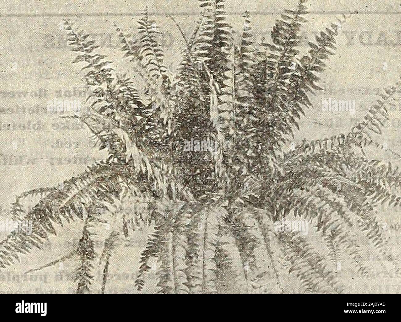 Farm and garden annual : spring 1907 . inch pots $2,Ofto $3.00; very large specimens, from$5.00 to $8.00 each. NEPHROLEPIS SCOTTI. This fern. very appropriatelystyled the Dwarf Boston Fern, is alate introduction of •considerablevalue and beauty. Its habit ofgrowth is much like that of the Bos-ton Fern, its fronds, liowever, beingshorter and narrower, very grace-fully recurving so as to form evenir the oung, undeveloped plant adecidedly attractive specimen. Wel)elieve it will become very popular. JAPANESE FER]^ BALL.Davallia Btillata. Makes a very handsome ornamentfor the conservatory or parlo Stock Photo