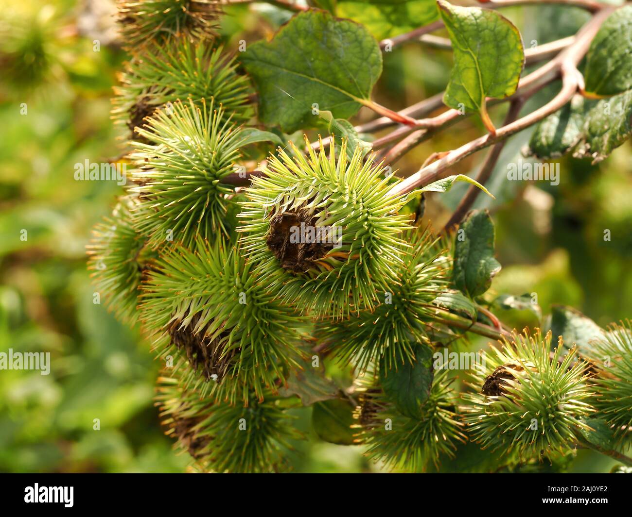 Finished flowers and green leaves of burdock, Arctium, in late summer in North Yorkshire, England Stock Photo