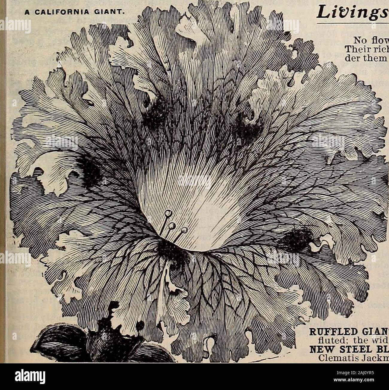 Livingston's seeds : 1902 'true blue' annual . Mixed 5 SHIRLEY, DOUBLE—A rich mixture ofdouble and semi-double flowers. Finest Mixed 5 ORIENTAL--Of the darkest red; beau-tilul; one of the showiest of hardyPerennial Poppies; specimen flowershave been grown to meauure 9 inches. 5ORIENTAL HYBRIDS, Mixed-Flowersof immense size. Many novel colors—soft pmk. cherry, dazzling scarlet,rich maroon, purple, etc.; culturesimple; perfectly hardy perennials. Finest mixed lO- THE BRIDE—Single fringed extralarge spotless white flowers; makes a showy bed 5 WHITE SWAN—immense double tnngetl nowers ol purest wli Stock Photo