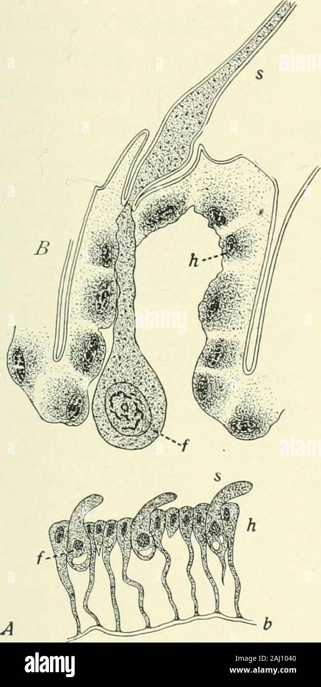 Entomology : with special reference to its biological and economic aspects . Hairs and scales of a moth, Samia cecropia. ler, Mayer and others. Both hairs and scales arise as pro-cesses from enlarged hypodermis cells, or formative cells (Fig.96). The scale at first contains protoplasm, which graduallywithdraws, leaving short chitinous strands to hold the twomembranes of the scale together. ANATOMY AND PHYSIOLOGY 79 Uses of Scales.—Among Tliysannra and CoUenibola, scalesoccur only on such species as live in comparatively drv situa-tions, from which it may be inferred that the scales serve toret Stock Photo