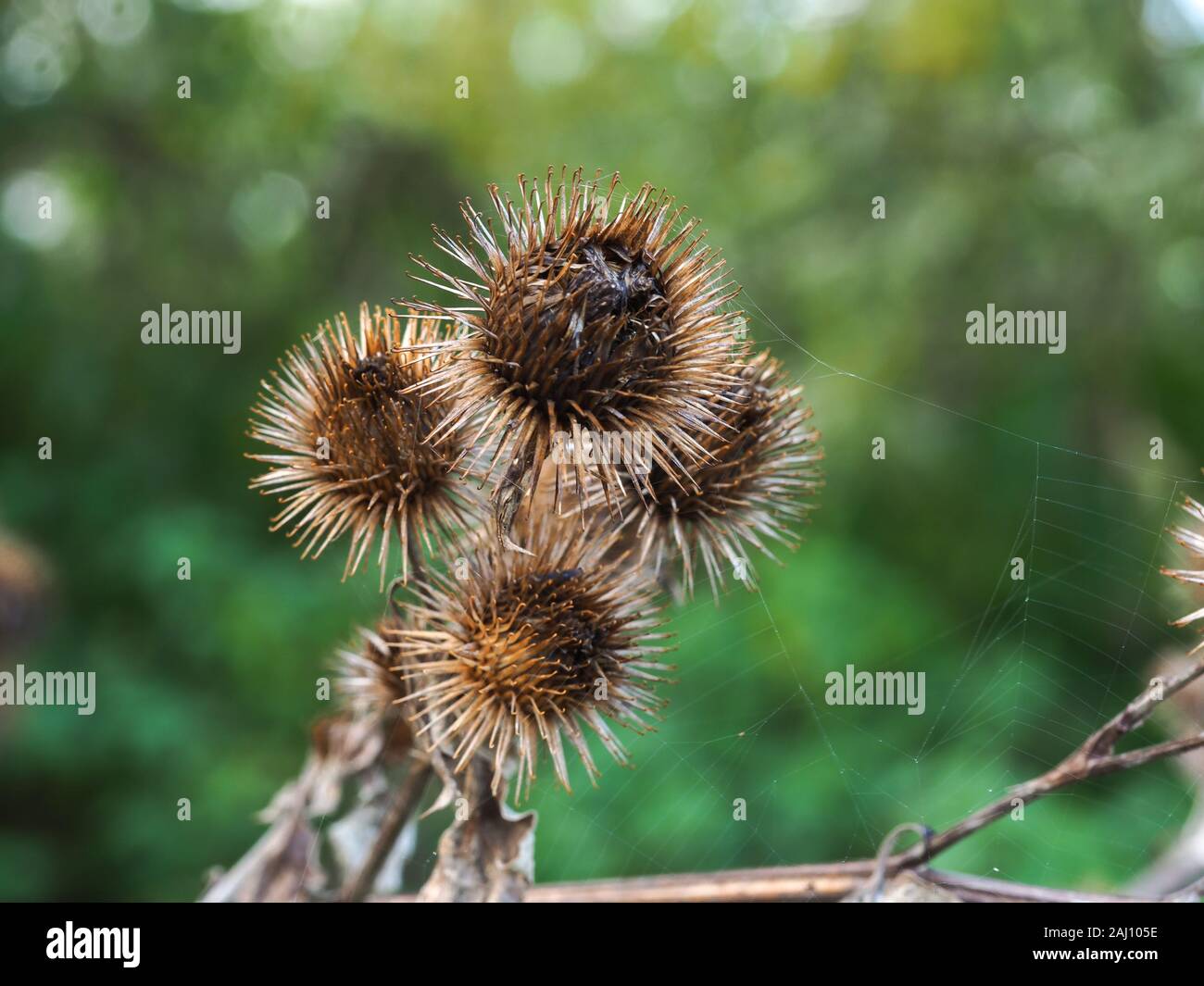 Finished flowers and green leaves of burdock, Arctium, in autumn in North Yorkshire, England Stock Photo