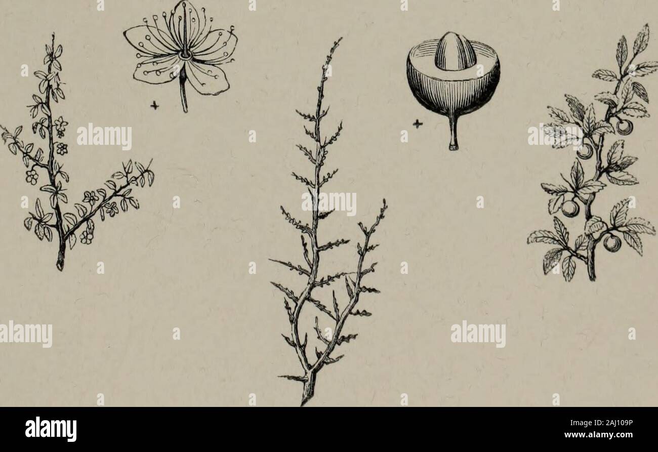 Arboretum et fruticetum britannicum, or : The trees and shrubs of ...