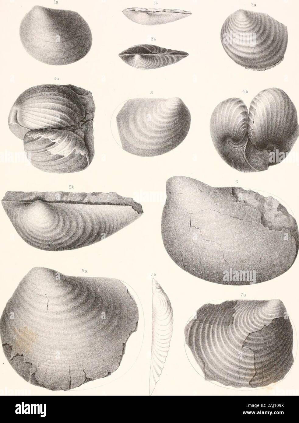 Report of the United States Geological Survey of the territories . 55 .;, a. A left view of a specimen, retaining the inner pearly layer (type of the rar.).•2, b. A dorsal view of the same. Fie;. 3. Inocekamus Cripsii, var. Barabini 49 A right-side view of a small specimen. Fig. 4. Inoceramus incurvus 01 4, a. A dorsal view of the ty^e-specimeu, with the opposite (but imperfect) valves lying to-gether and retaining portions of the inner layer. 4, b. A somewhat different view of same. Fig. 5. Inocekamus convexus 51 5. u. Side view of an imperfect left valve, retaining portions of inner layer.5, Stock Photo