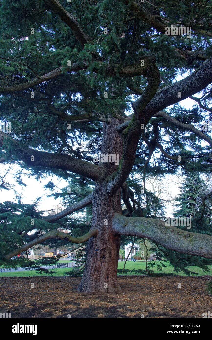 Deodar cedar is a species of cedar native to the western Himalayas in Eastern Afghanistan, Northern Pakistan (especially in Khyber Pakhtunkhwa) and In Stock Photo