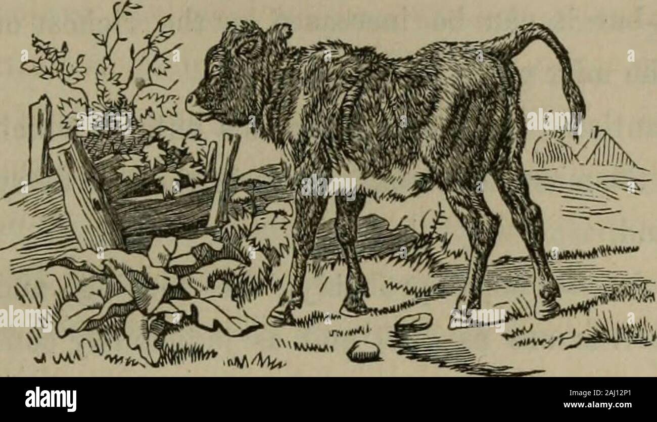 Horse mouth saliva hires stock photography and images Alamy